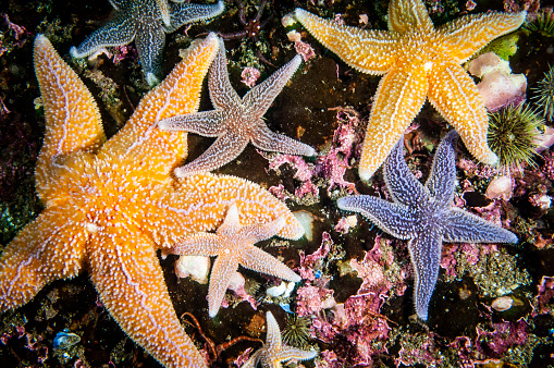 Common starfish underwater hunting for blue mussels in the St. Lawrence River
