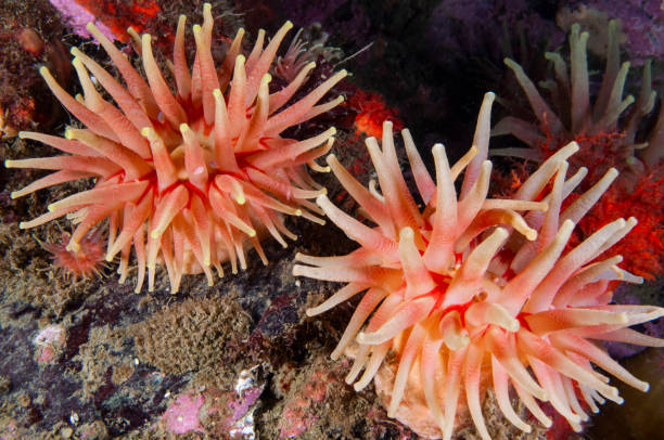 istock Northern Red Anemones 1404688413