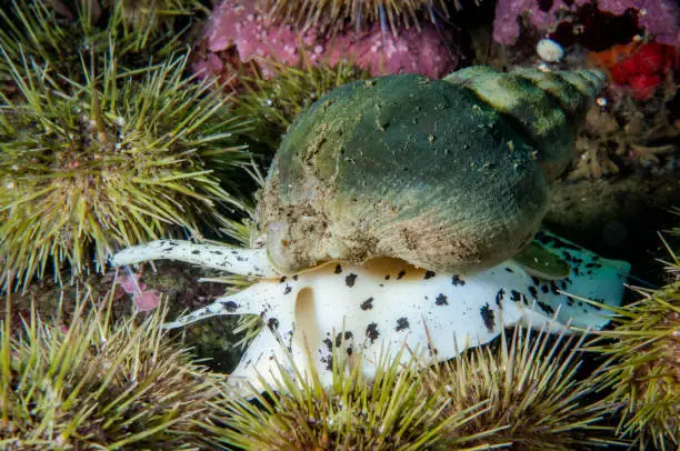 Waved Whelk marine snail and green sea urchin underwater in the St. Lawrence River.