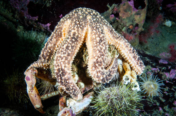 istock Polar Sea Star underwater 1404688526