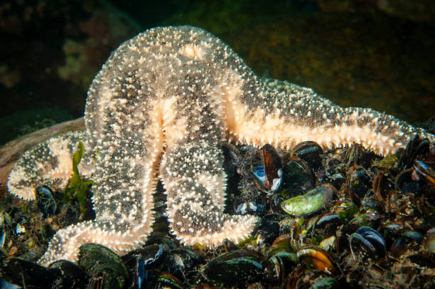istock Polar Sea Star underwater 1404688562