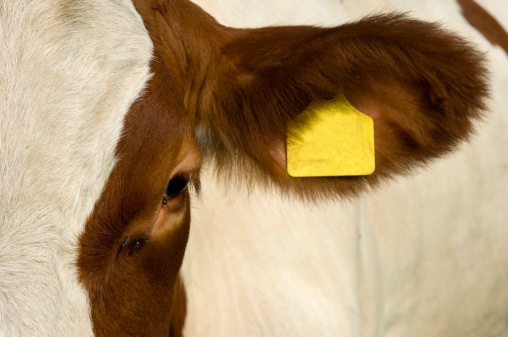 A cow's eye and ear with ear tag and flies.