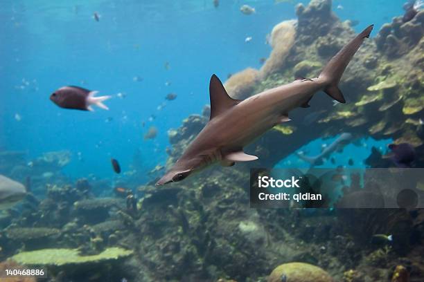 Hamyhead Stockfoto und mehr Bilder von Australien - Australien, Fisch, Fotografie