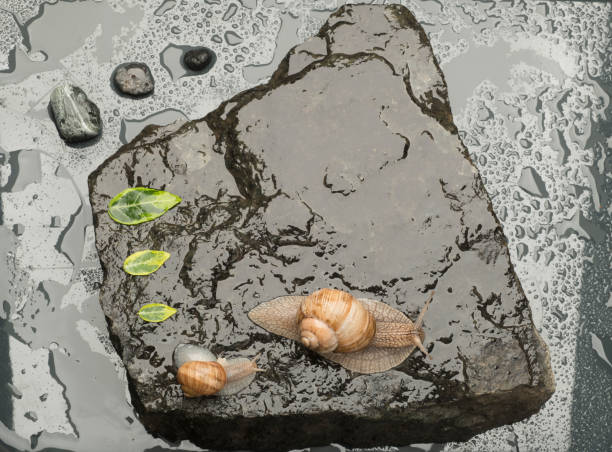 Shell on rock in water at low tide at Acadia national park, Maine, USA