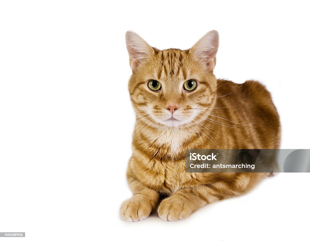 Elegant tomcat with green eyes sitting still orange cat sitting pretty Animal Stock Photo