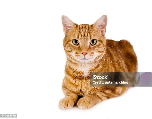 Elegant Tomcat With Green Eyes Sitting Still Stock Photo - Download Image Now - Animal, Color Image, Colors