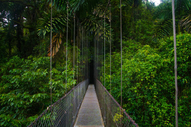 istock Suspension bridge in tropical rain forest 1404690235
