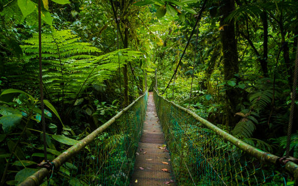 istock Suspension bridge in tropical rain forest 1404690282