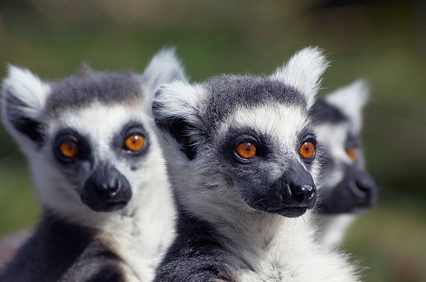 group of cute looking ring-tailed lemurs A group of cute looking ring-tailed lemurs (focus on  monkey in the middle) white tailed stock pictures, royalty-free photos & images