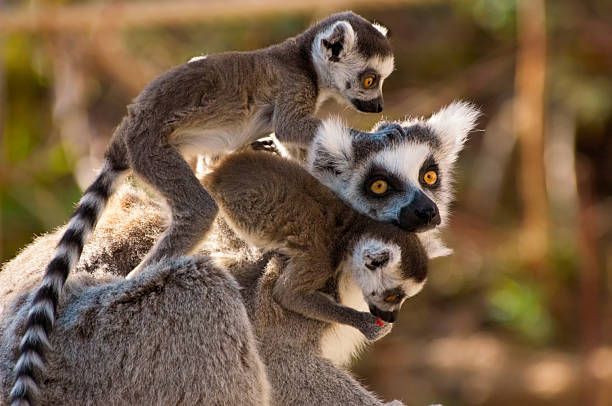 goup of cute ring-tailed lemurs stock photo