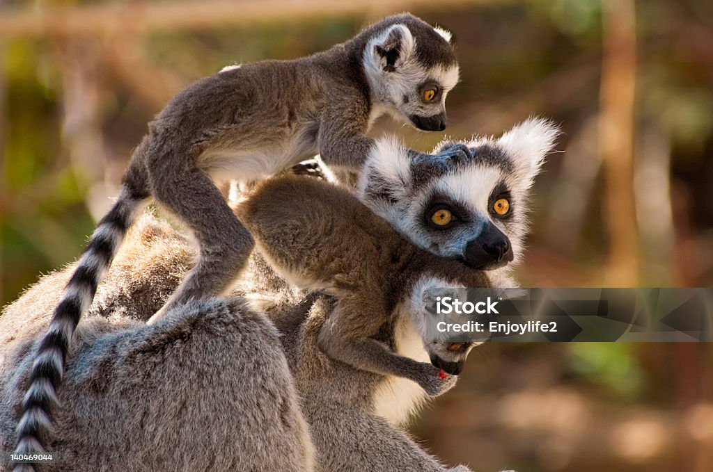 Grupowej z ładny ring-tailed lemurs - Zbiór zdjęć royalty-free (Lemur)