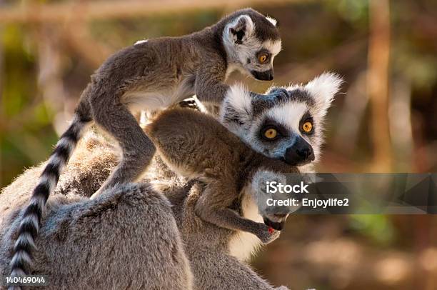 Grupowej Z Ładny Ringtailed Lemurs - zdjęcia stockowe i więcej obrazów Lemur - Lemur, Madagaskar, Fajny