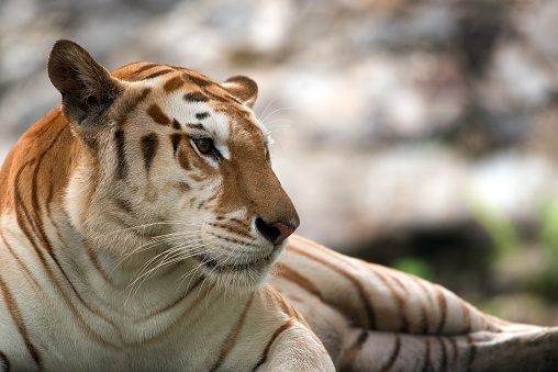 tiger isolated on white background