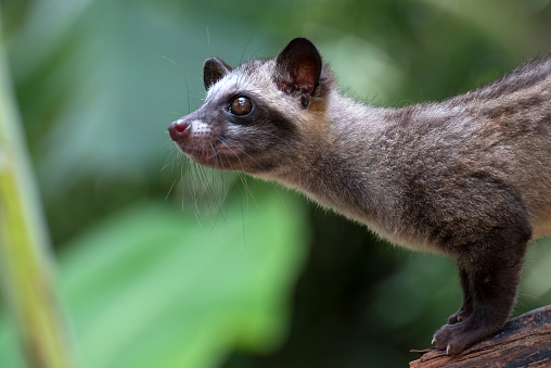 Close Up Photo Of Asian Palm Civet Stock Photo - Download Image Now - Animal, Animal Antenna, Animal Body Part - iStock Close Up Photo Of Asian Palm Civet Stock Photo - Download Image Now - Animal, Animal Antenna, Animal Body Part - iStock