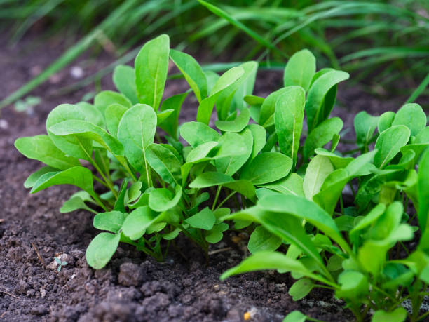6,800+ Arugula Growing Stock Photos, Pictures & Royalty-Free Images ...