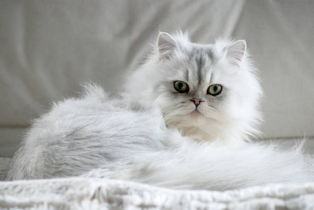 Fluffy white cat lying down looking into camera White persian cat longhair cat photos stock pictures, royalty-free photos & images