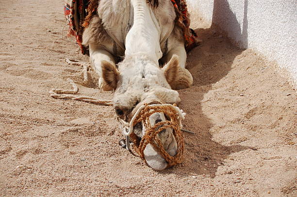 Tied up camel stock photo