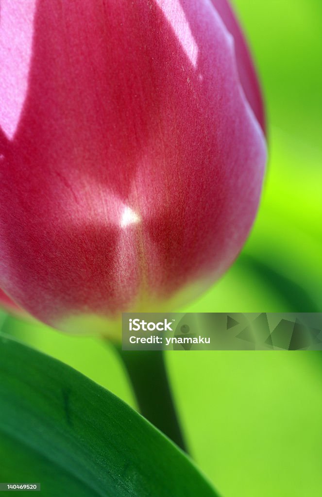 Tulipano - Foto stock royalty-free di Aiuola