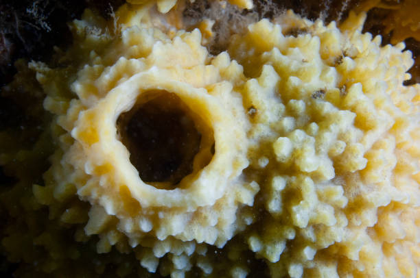 warty sponge underwater - 11275 imagens e fotografias de stock