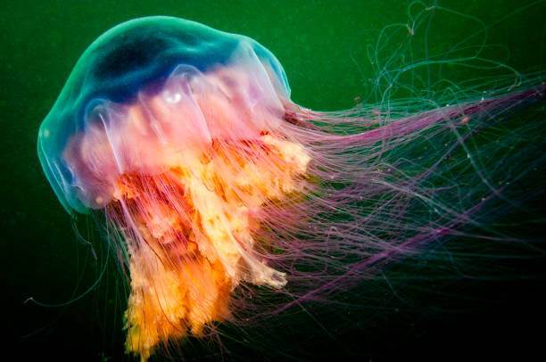 istock Lion's Mane jellyfish underwater 1404695245
