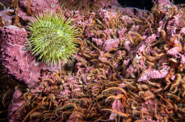 ophiothrix spiculata - green sea urchin immagine foto e immagini stock