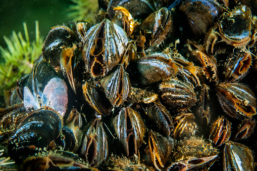 Blue Mussels underwater and filtering water for feeding in the St. Lawrence River in Canada