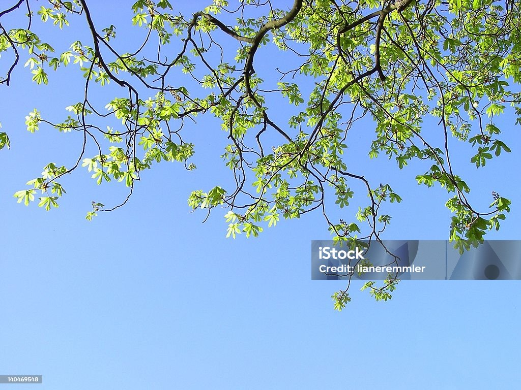 Castaña - Foto de stock de Azul libre de derechos