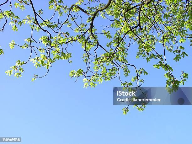 Foto de Castanha e mais fotos de stock de Azul - Azul, Castanha, Céu - Fenômeno natural