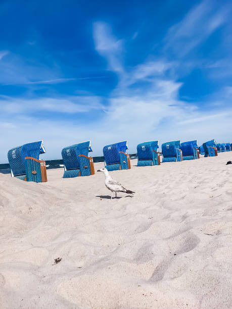 istock A seagull on the beach between beach chairs 1404695547