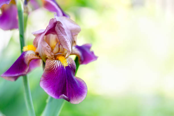 istock Big purple iris flower on blurred spring nature background with copy space. Bright colorful flower for banner or cards background. Selective focus 1404695755