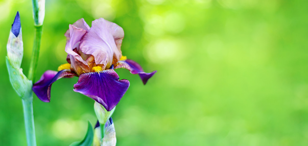 Beautiful purple iris flower closeup on a green blurred nature background with copy space.