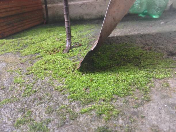 istock slime impregnated on the ground - looks like green grass 1404695885
