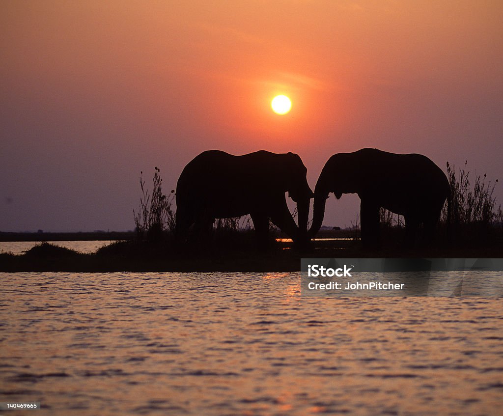 Africa-elephants at sunset Elephants on the Chobe River,Botswana at sunset Africa Stock Photo