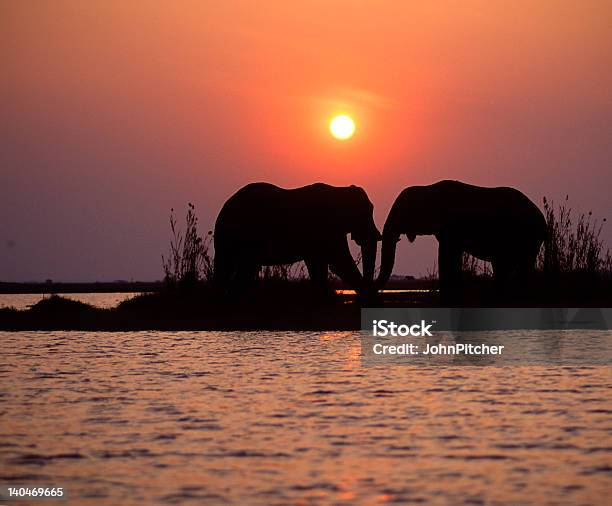 Africaelephants At Sunset Stock Photo - Download Image Now - Africa, African Elephant, Animal