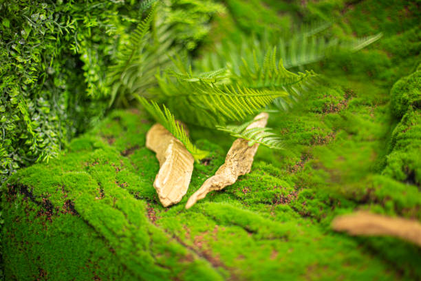 istock Cork tree bark with a dark hole moss that can be used as nature backgrounds 1404696670