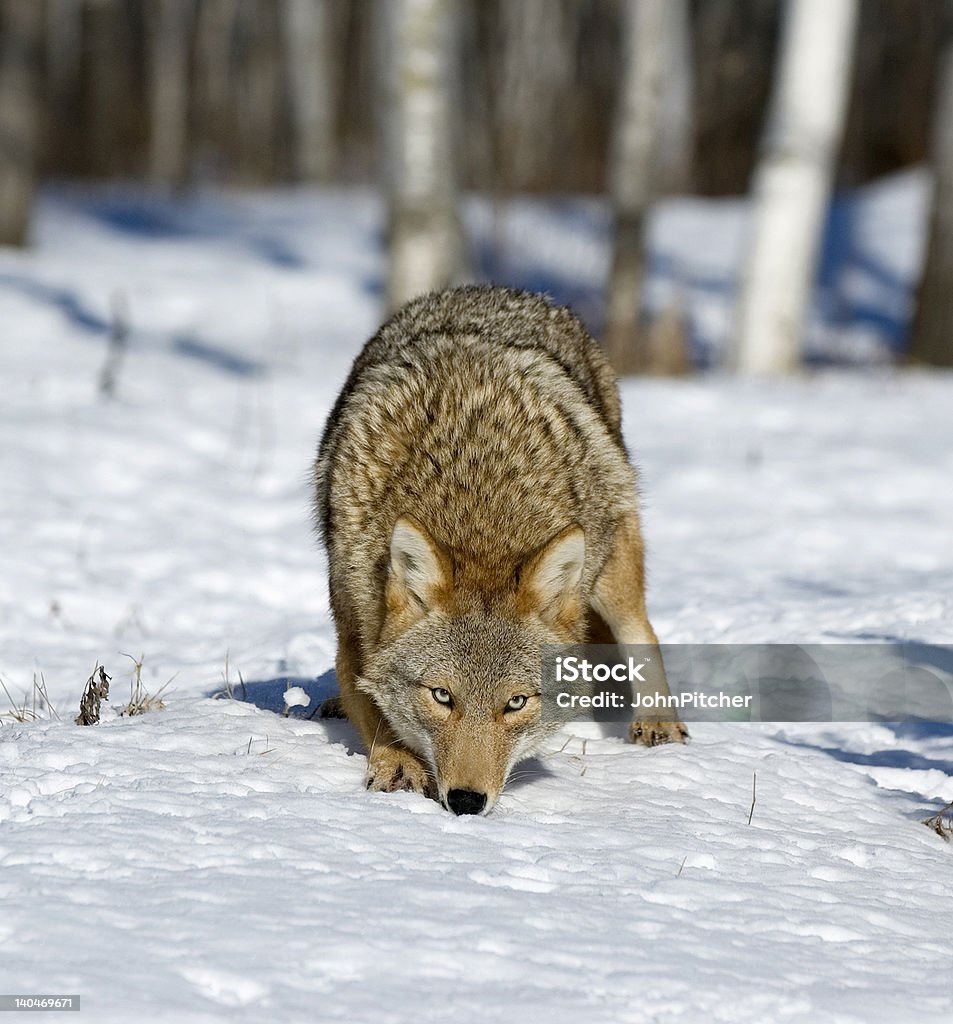 Coyote - Foto stock royalty-free di Ambientazione esterna