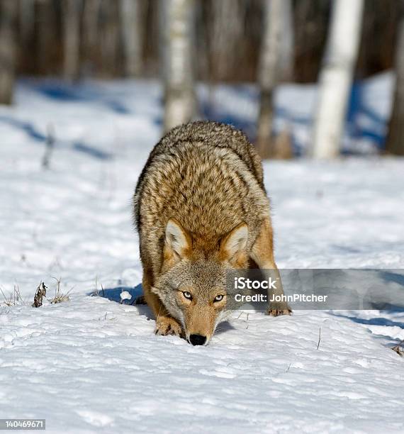 Coyote - Fotografie stock e altre immagini di Ambientazione esterna - Ambientazione esterna, Animale, Animale selvatico