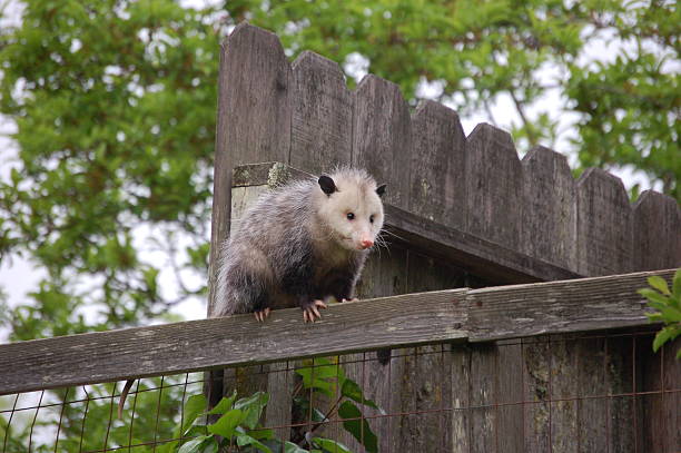istock Possum on a Fence 140469692