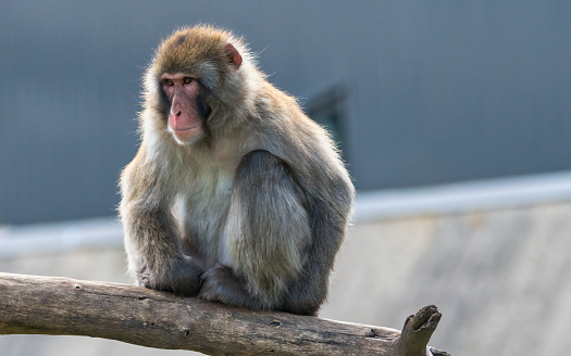 Rhesus macaques sitting portrait outdoors in the nature. India. Rhesus macaques are also known as monkey thieves or rebel monkeys.