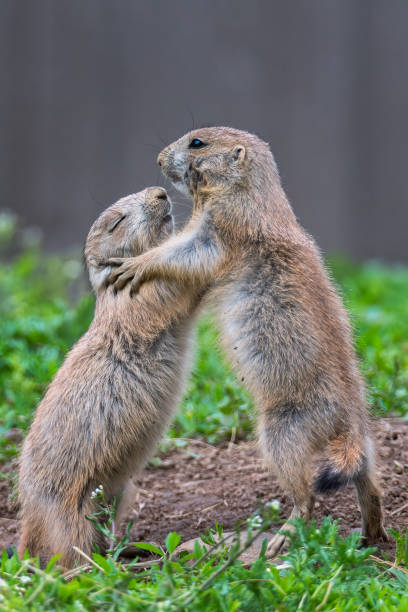 istock Dirty Dancing Prairie Dogs 1404697549