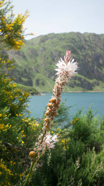 istock Wild flower stem by a lake 1404697622