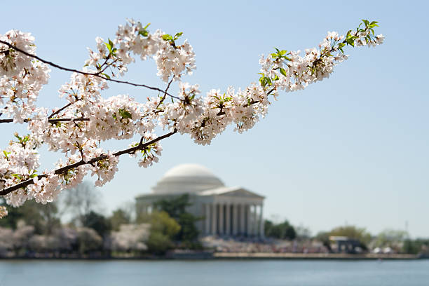 istock Washington DC Japanese Cherry Blossoms Jefferson Memorial in Background 140469765