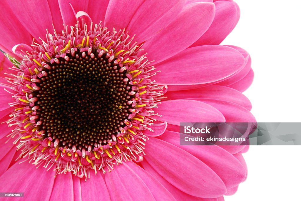 close-up of hot pink gerbera daisy close-up of hot pink gerbera daisy  flwoer Beauty Stock Photo
