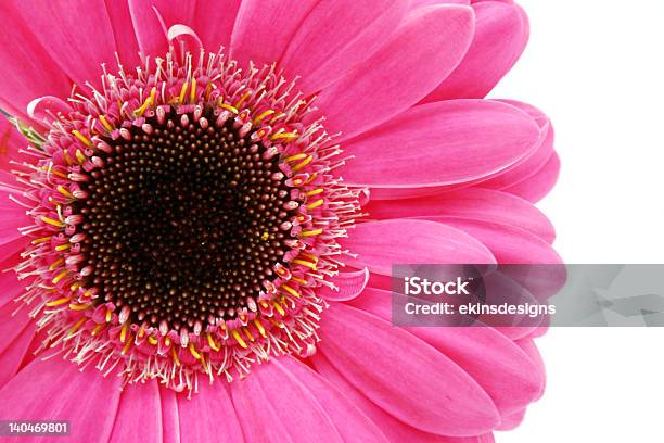 Closeup Of Hot Pink Gerbera Daisy Stock Photo - Download Image Now - Beauty, Beauty In Nature, Botany