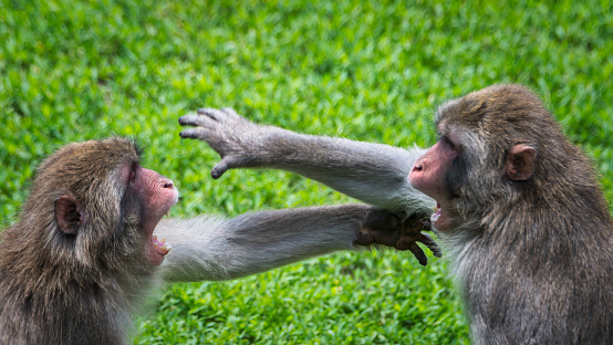 Two Monkeys Fighting