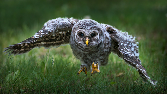 barred owlet learning to fly