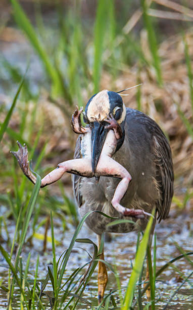 istock Yellow Crowned Night Heron with a Northern Leopard Frog 1404698449