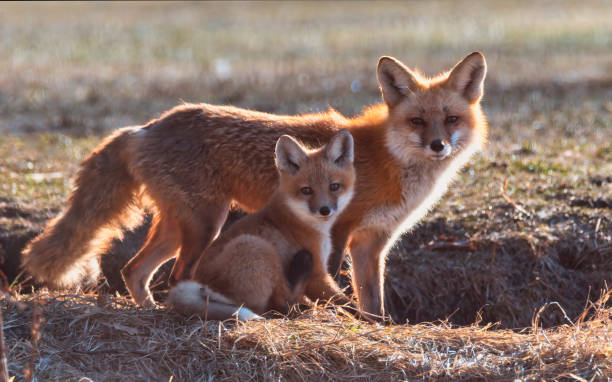 Mama Fox Posing with her Baby Kit Mama Fox Posing with her Baby Kit wild dog stock pictures, royalty-free photos & images