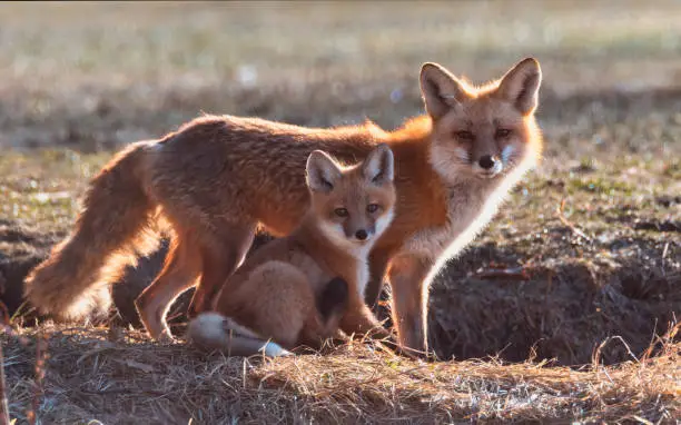 Photo of Mama Fox Posing with her Baby Kit
