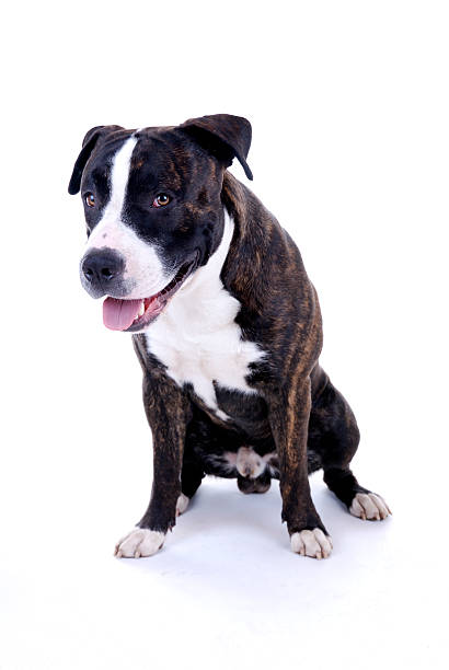 pies portret - mixed breed dog american bulldog dog isolated zdjęcia i obrazy z banku zdjęć